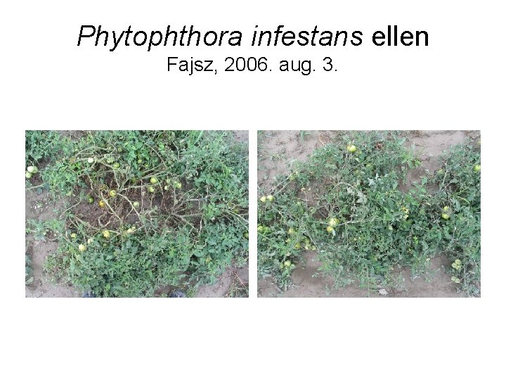 Phytophthora infestans ellen Fajsz, 2006. aug. 3. 