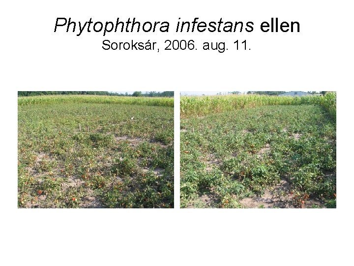 Phytophthora infestans ellen Soroksár, 2006. aug. 11. 