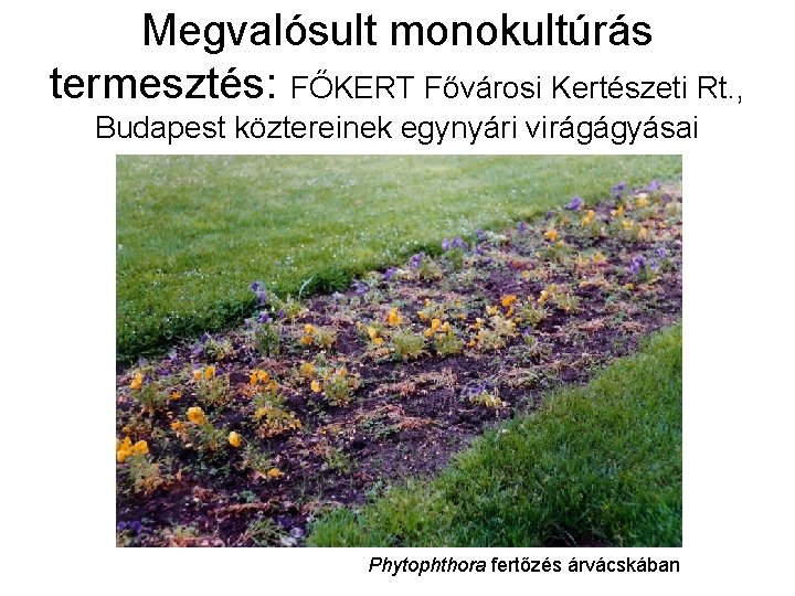 Megvalósult monokultúrás termesztés: FŐKERT Fővárosi Kertészeti Rt. , Budapest köztereinek egynyári virágágyásai Phytophthora fertőzés