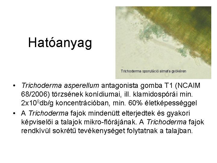 Hatóanyag Trichoderma sporuláció almafa gyökéren • Trichoderma asperellum antagonista gomba T 1 (NCAIM 68/2006)