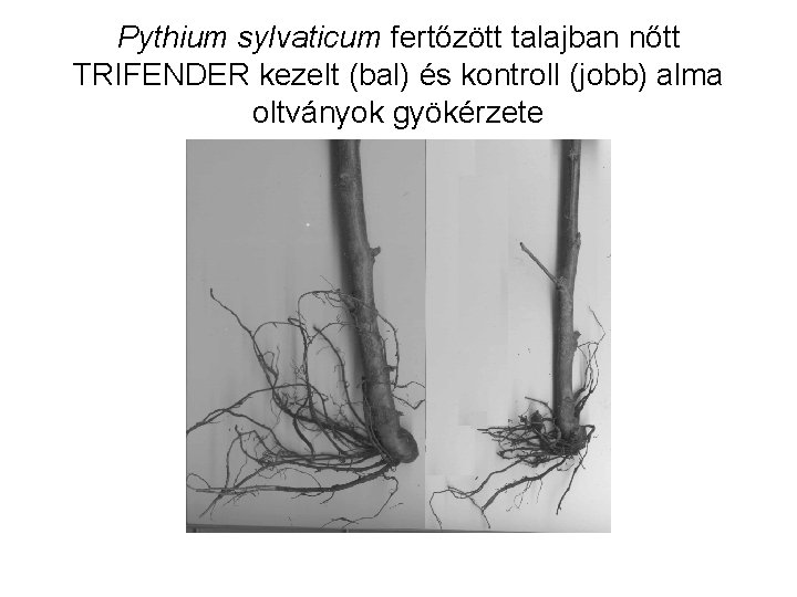 Pythium sylvaticum fertőzött talajban nőtt TRIFENDER kezelt (bal) és kontroll (jobb) alma oltványok gyökérzete