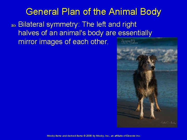 General Plan of the Animal Body Bilateral symmetry: The left and right halves of