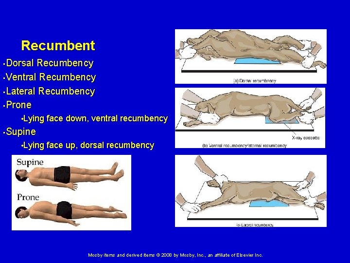 Introduction to Anatomy and Physiology Mosby items and