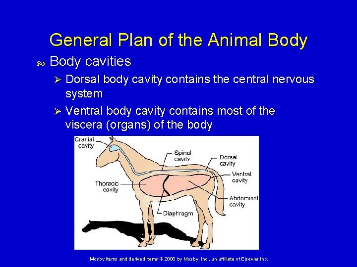 General Plan of the Animal Body cavities Dorsal body cavity contains the central nervous