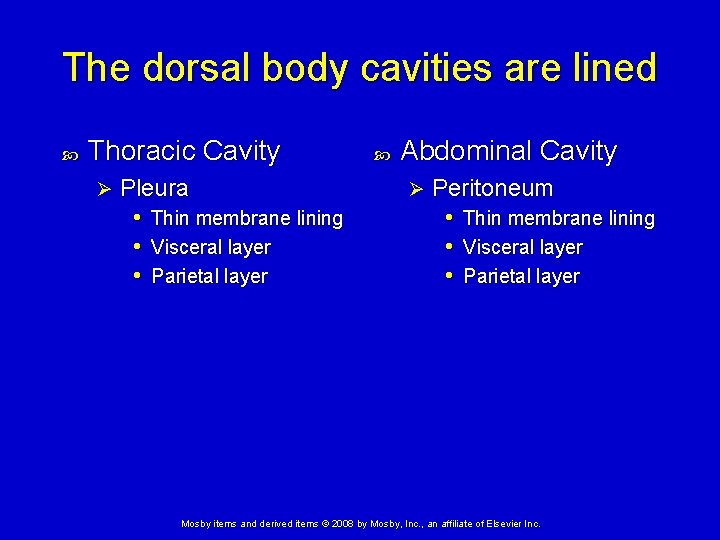 The dorsal body cavities are lined Thoracic Cavity Ø Pleura • Thin membrane lining