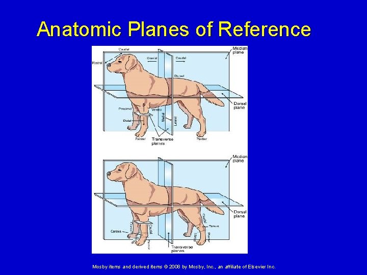 Anatomic Planes of Reference Mosby items and derived items © 2008 by Mosby, Inc.