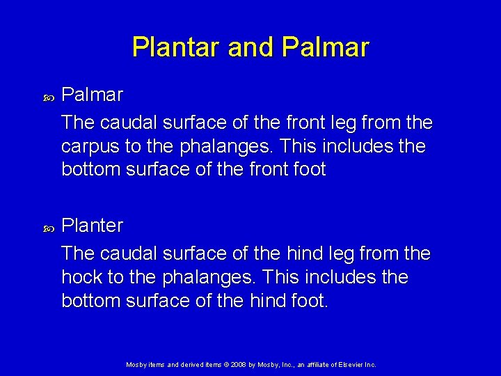 Plantar and Palmar The caudal surface of the front leg from the carpus to