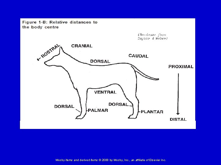 Mosby items and derived items © 2008 by Mosby, Inc. , an affiliate of