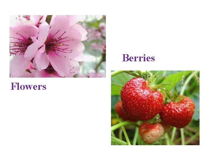 Berries Flowers Berries Flowers
