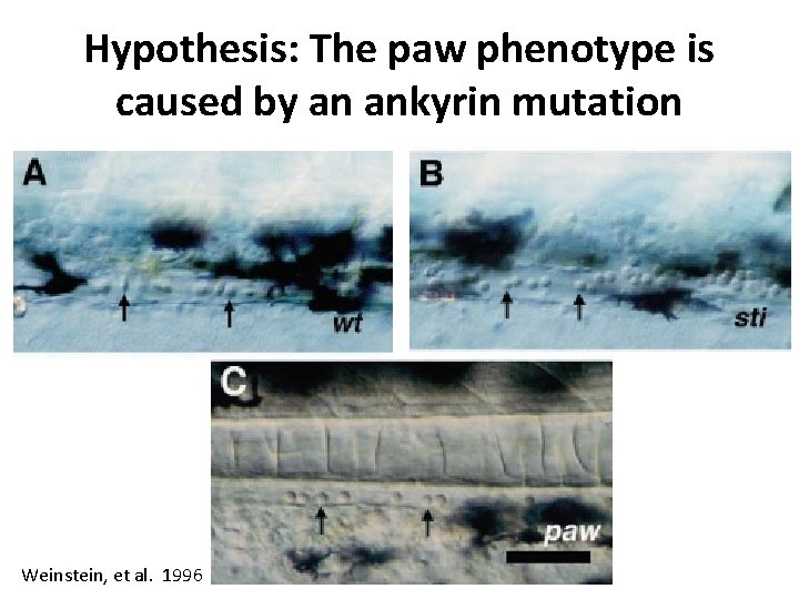 Hypothesis: The paw phenotype is caused by an ankyrin mutation Weinstein, et al. 1996