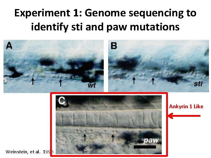 Experiment 1: Genome sequencing to identify sti and paw mutations Ankyrin 1 Like Weinstein,