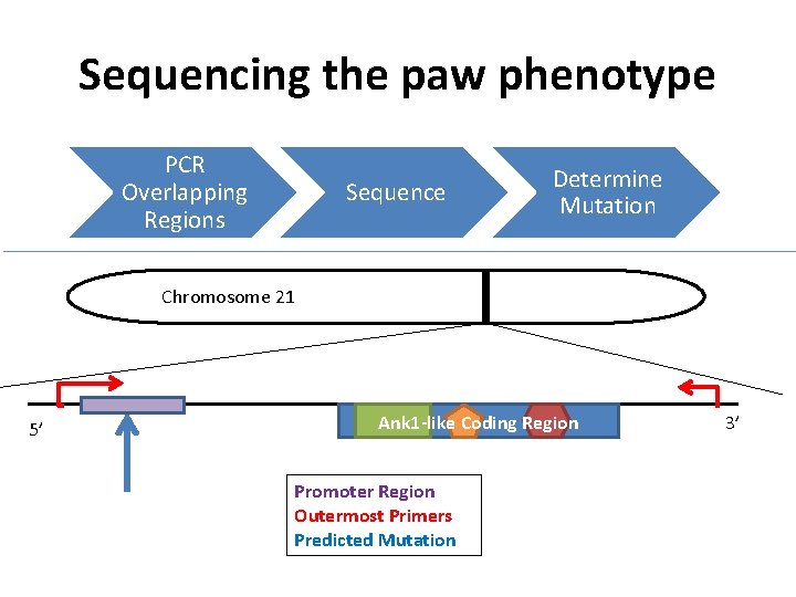 Sequencing the paw phenotype PCR Overlapping Regions Sequence Determine Mutation Chromosome 21 5’ Ank