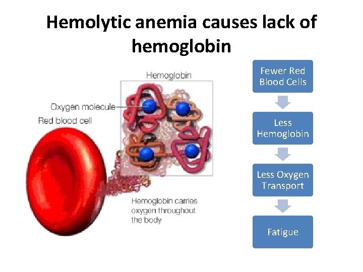 Hemolytic anemia causes lack of hemoglobin Fewer Red Blood Cells Less Hemoglobin Less Oxygen