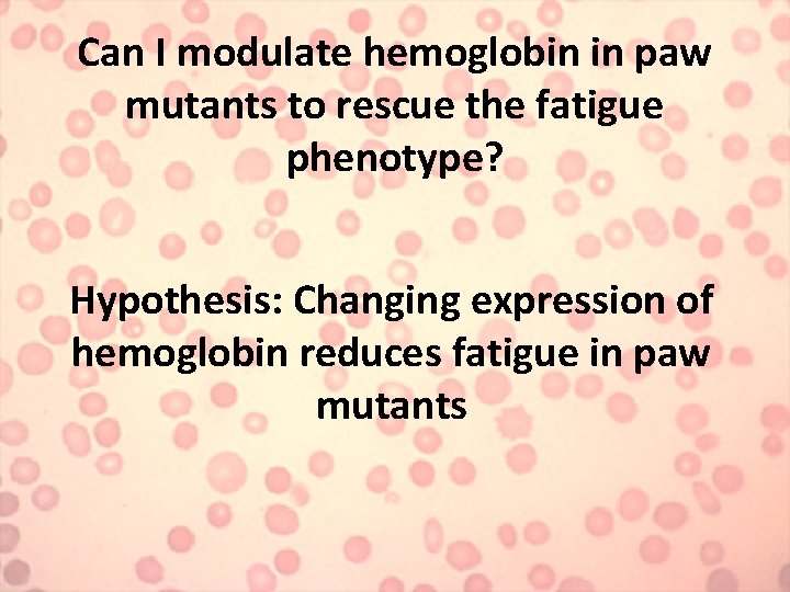 Can I modulate hemoglobin in paw mutants to rescue the fatigue phenotype? Hypothesis: Changing