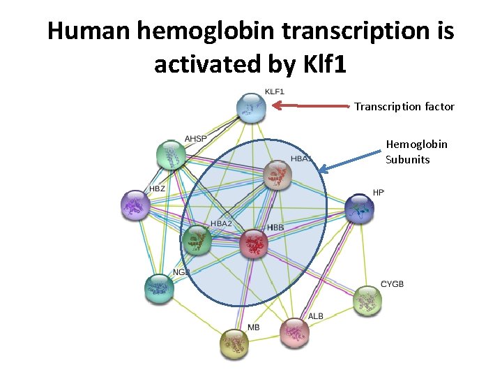 Human hemoglobin transcription is activated by Klf 1 Transcription factor Hemoglobin Subunits 