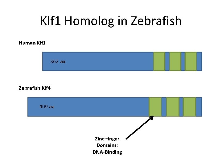 Klf 1 Homolog in Zebrafish Human Klf 1 362 aa Zebrafish Klf 4 409