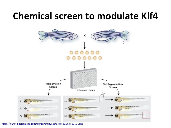 Chemical screen to modulate Klf 4 http: //www. biosignaling. com/content/figures/1478 -811 X-8 -11 -1