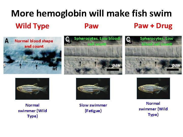 More hemoglobin will make fish swim Wild Type Normal blood shape and count Normal