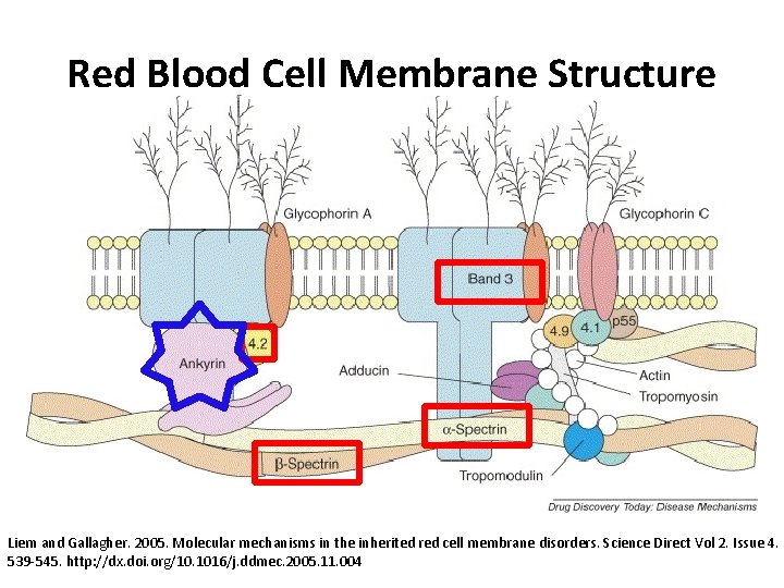 Red Blood Cell Membrane Structure Liem and Gallagher. 2005. Molecular mechanisms in the inherited