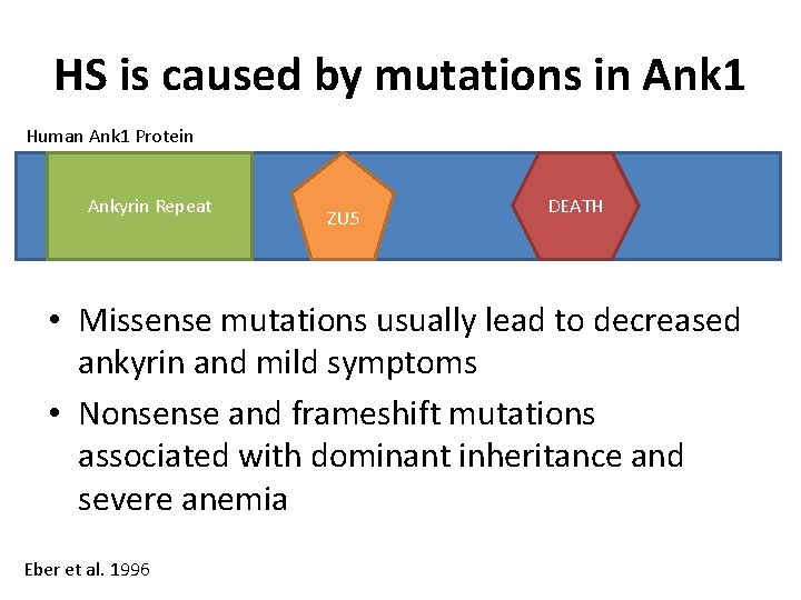 HS is caused by mutations in Ank 1 Human Ank 1 Protein Ankyrin Repeat