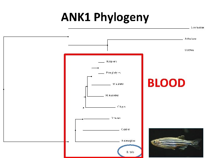 ANK 1 Phylogeny BLOOD 