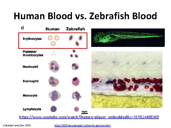 Human Blood vs. Zebrafish Blood https: //www. youtube. com/watch? feature=player_embedded&v=5 l 7 RQAK 8