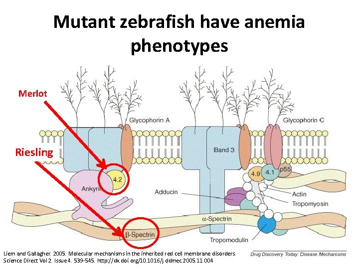 Mutant zebrafish have anemia phenotypes Merlot Riesling Liem and Gallagher. 2005. Molecular mechanisms in