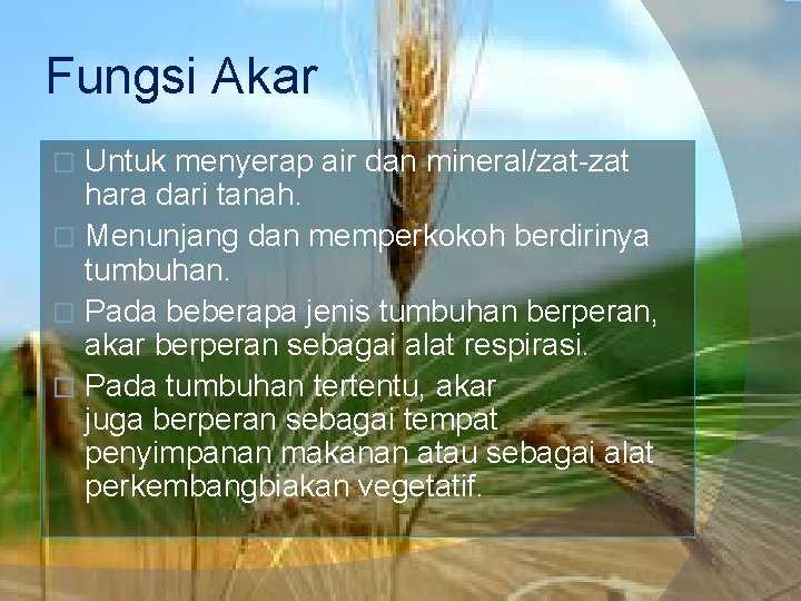 Fungsi Akar Untuk menyerap air dan mineral/zat-zat hara dari tanah. � Menunjang dan memperkokoh