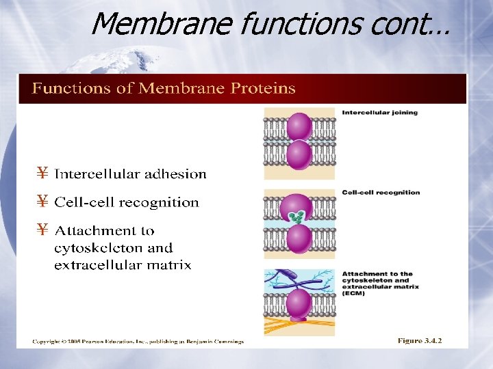 Membrane functions cont… Membrane functions cont…