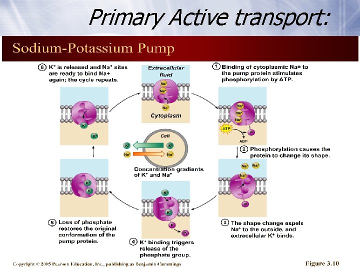 Primary Active transport: Primary Active transport:
