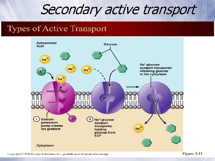 Secondary active transport Secondary active transport