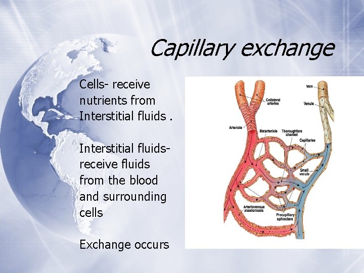Capillary exchange Cells- receive nutrients from Interstitial fluidsreceive fluids from the blood and surrounding Capillary exchange Cells- receive nutrients from Interstitial fluidsreceive fluids from the blood and surrounding