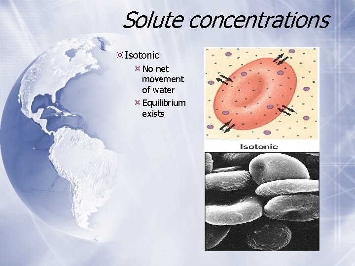 Solute concentrations Isotonic No net movement of water Equilibrium exists Solute concentrations Isotonic No net movement of water Equilibrium exists