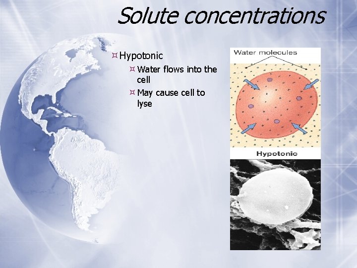 Solute concentrations Hypotonic Water flows into the cell May cause cell to lyse Solute concentrations Hypotonic Water flows into the cell May cause cell to lyse