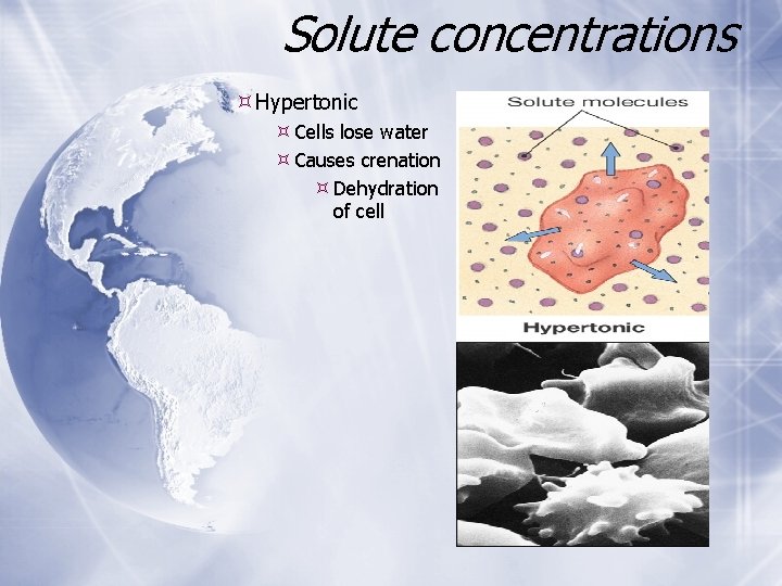 Solute concentrations Hypertonic Cells lose water Causes crenation Dehydration of cell Solute concentrations Hypertonic Cells lose water Causes crenation Dehydration of cell