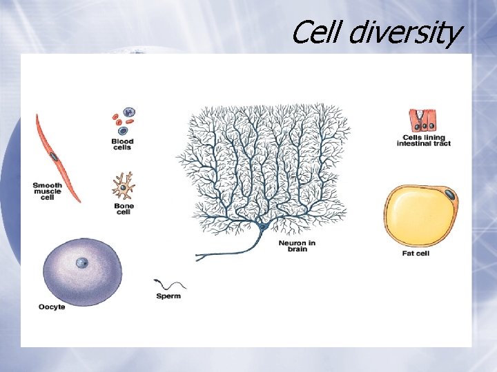 Cell diversity Cell diversity