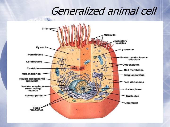 Generalized animal cell Generalized animal cell