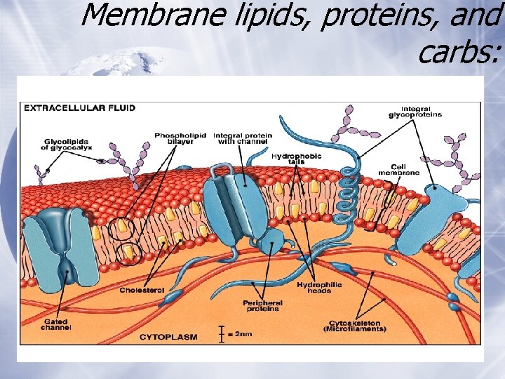 Membrane lipids, proteins, and carbs: Membrane lipids, proteins, and carbs: