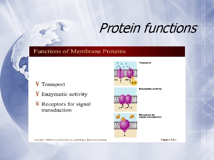Protein functions Protein functions