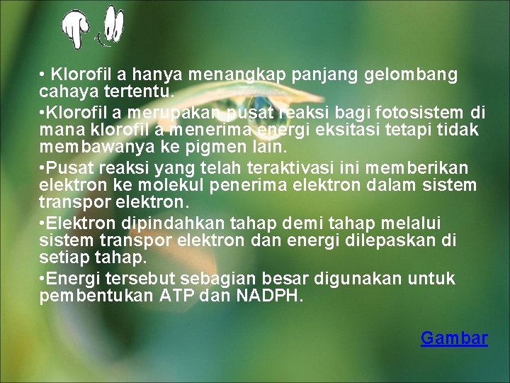 • Klorofil a hanya menangkap panjang gelombang cahaya tertentu. • Klorofil a merupakan • Klorofil a hanya menangkap panjang gelombang cahaya tertentu. • Klorofil a merupakan