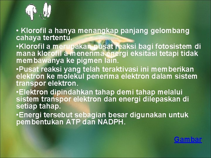  • Klorofil a hanya menangkap panjang gelombang cahaya tertentu. • Klorofil a merupakan