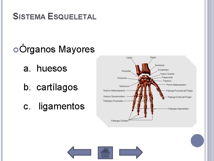 SISTEMA ESQUELETAL Órganos Mayores a. huesos b. cartílagos c. ligamentos 