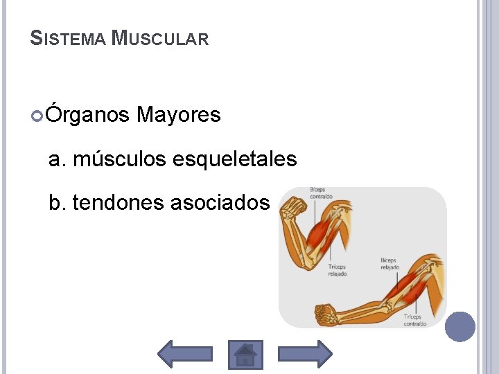 SISTEMA MUSCULAR Órganos Mayores a. músculos esqueletales b. tendones asociados 