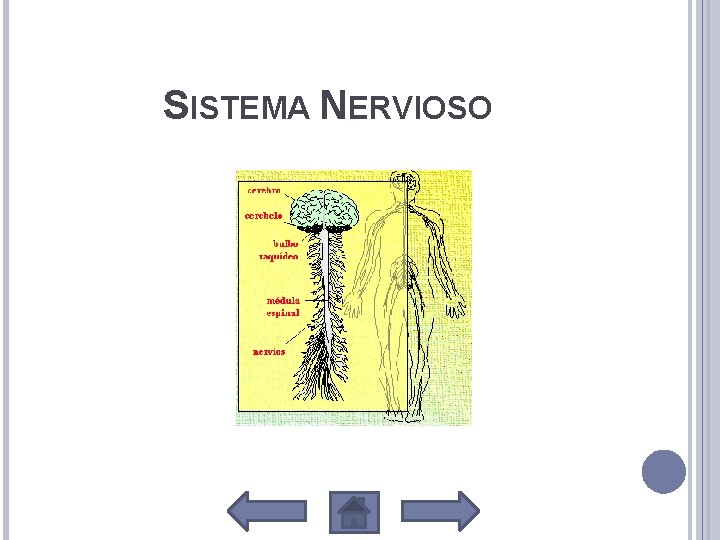 SISTEMA NERVIOSO 
