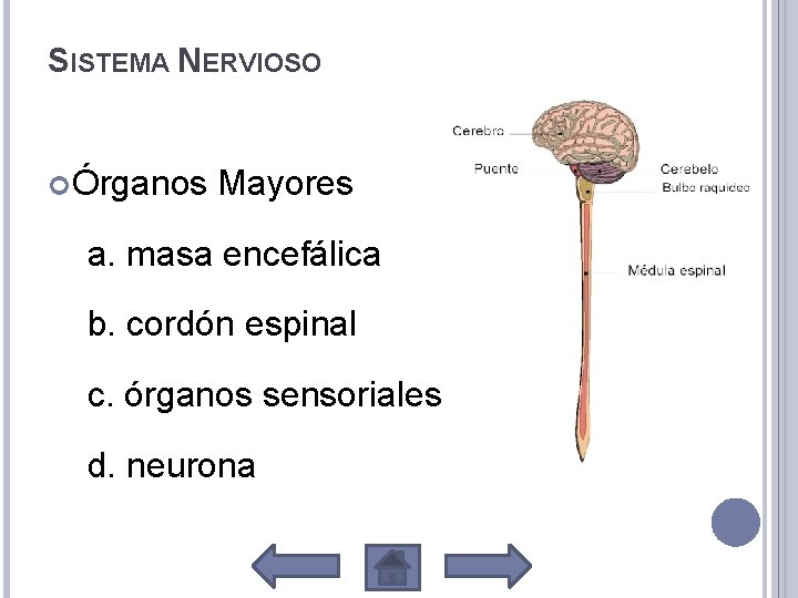 SISTEMA NERVIOSO Órganos Mayores a. masa encefálica b. cordón espinal c. órganos sensoriales d.