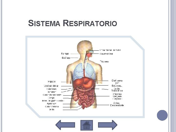 SISTEMA RESPIRATORIO 