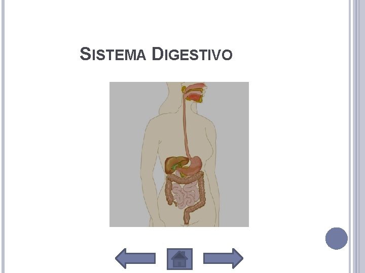 SISTEMA DIGESTIVO 