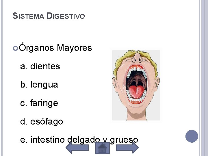 SISTEMA DIGESTIVO Órganos Mayores a. dientes b. lengua c. faringe d. esófago e. intestino