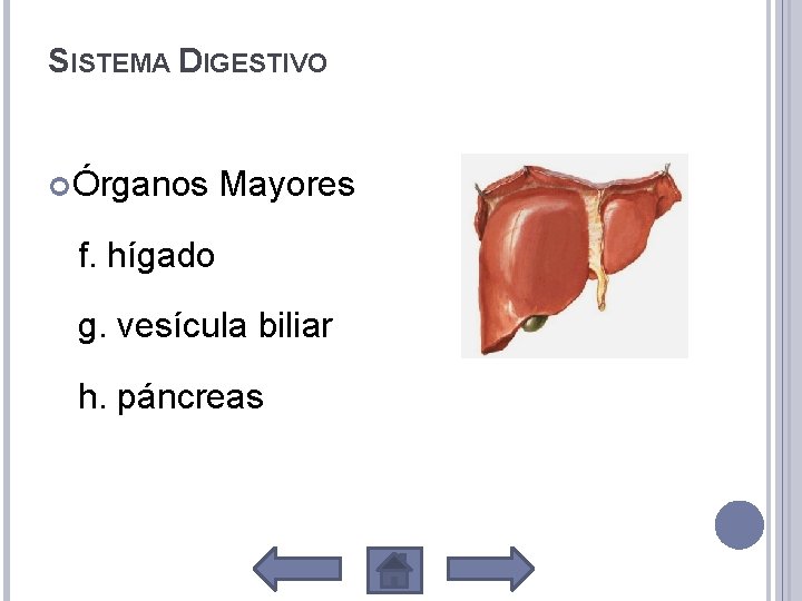 SISTEMA DIGESTIVO Órganos Mayores f. hígado g. vesícula biliar h. páncreas 