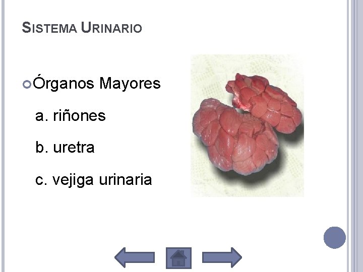 SISTEMA URINARIO Órganos Mayores a. riñones b. uretra c. vejiga urinaria 